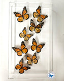 framed monarchs