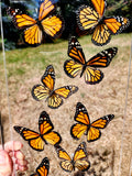 monarchs
