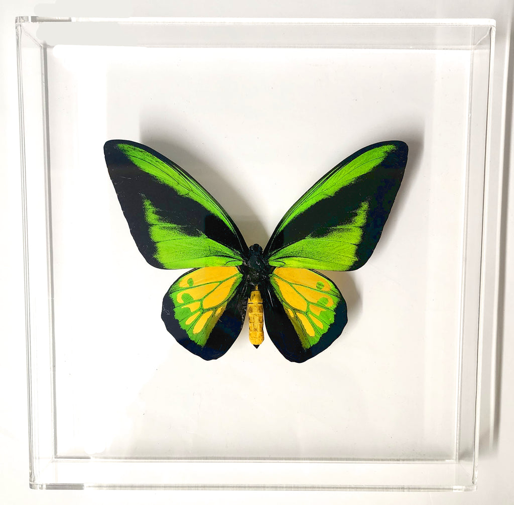 goliath birdwing