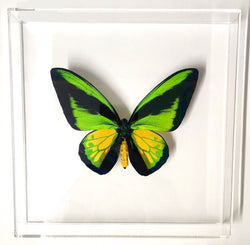 goliath birdwing