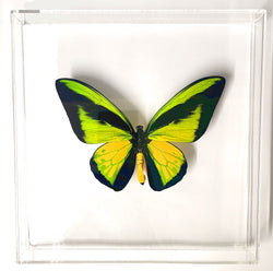 huge goliath birdwing