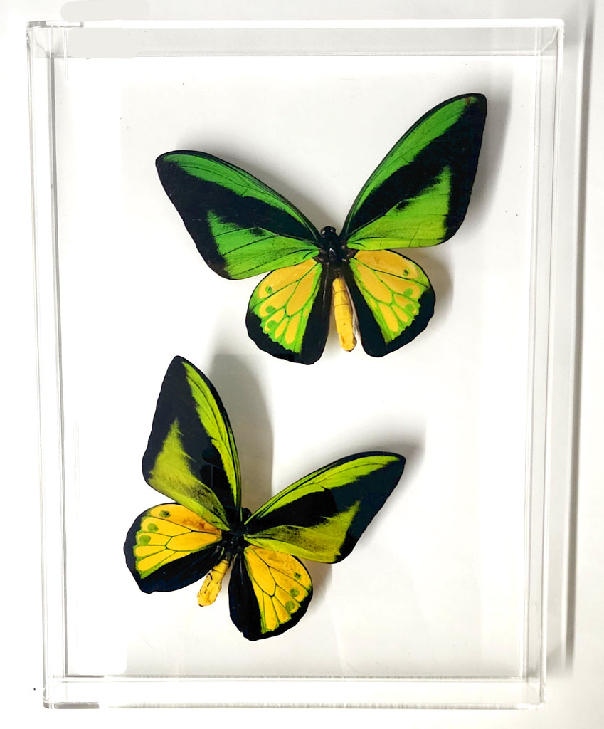 framed goliath birdwings