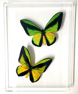 framed goliath birdwings