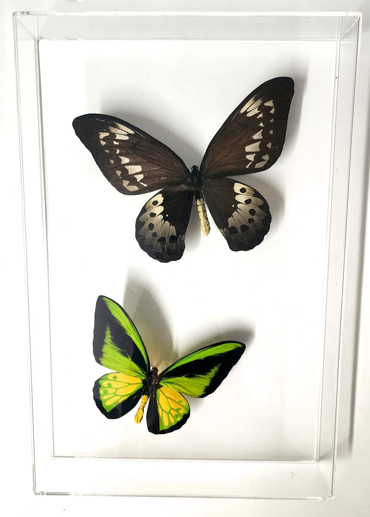 goliath procus birdwing pair