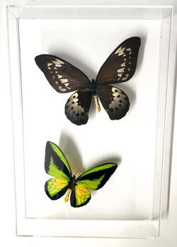goliath procus birdwing pair