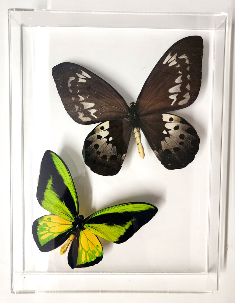 goliath procus framed