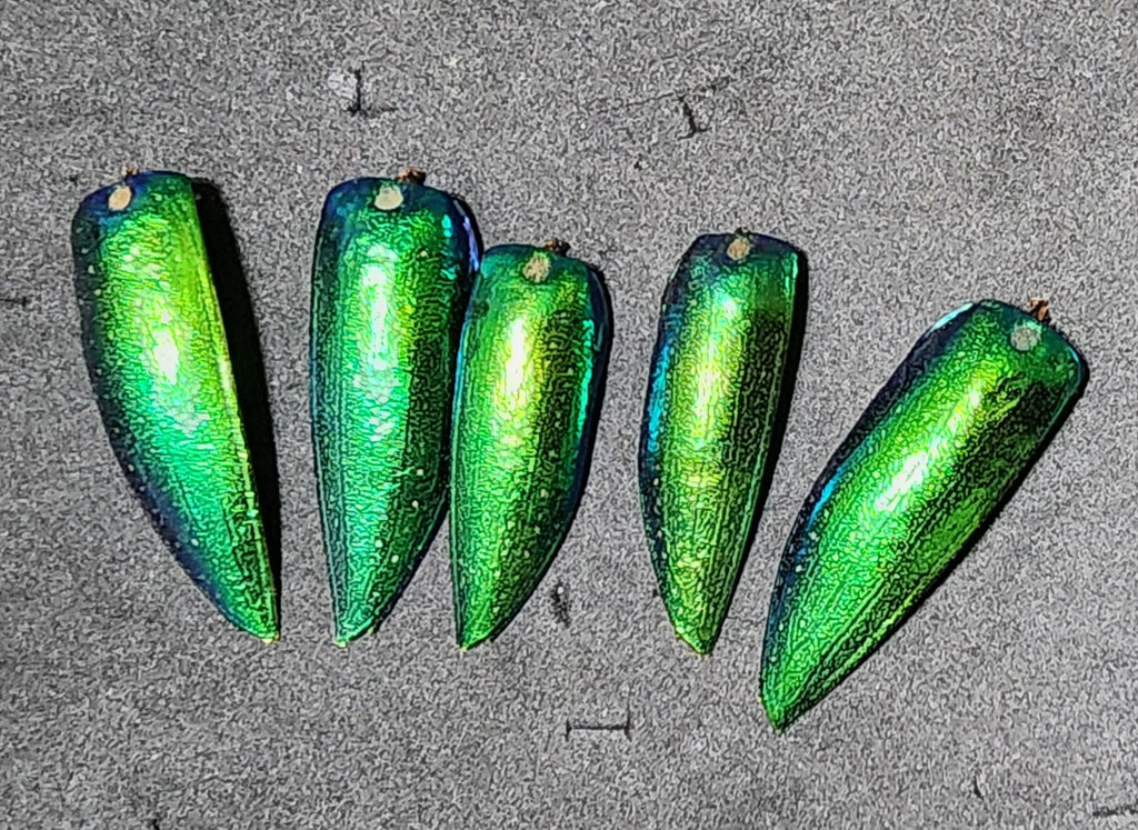 green jewel beetle shells