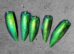 green jewel beetle shells