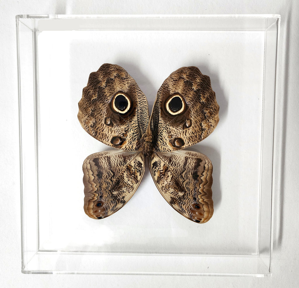 caligo owl butterfly