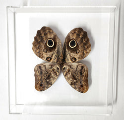 caligo owl butterfly