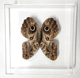caligo owl butterfly