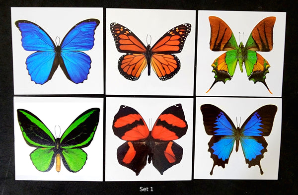 large butterfly tattoos