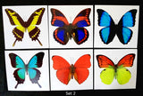 giant butterfly tattoos