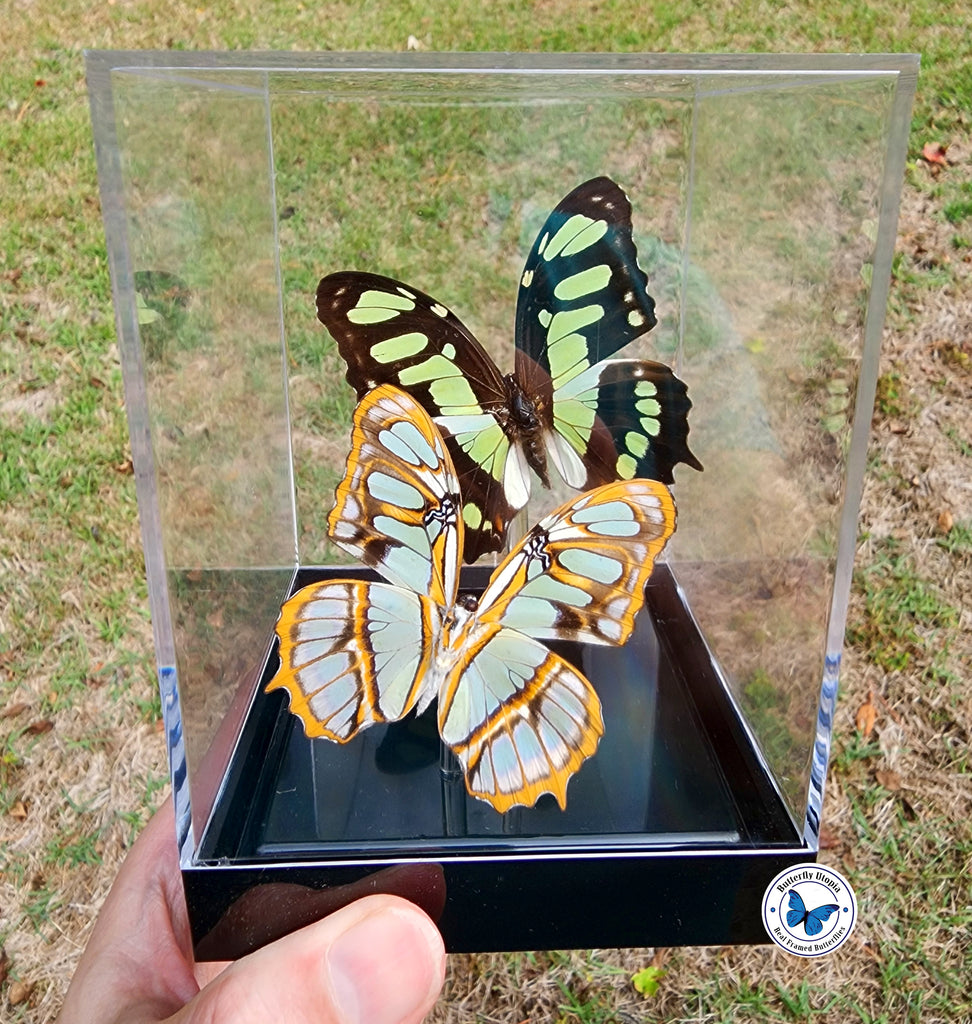 framed malachite butterflies
