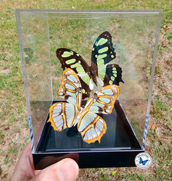 framed malachite butterflies