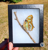 malachite butterfly framed