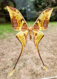 malaysian moon moth