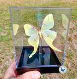male luna moth