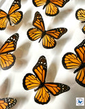 real monarch butterflies