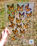monarch butterfly flight