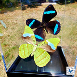 nessaea hewitsonii