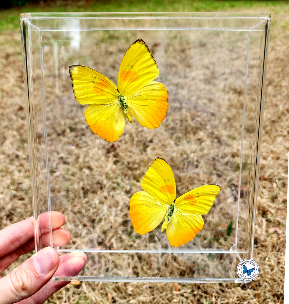 orange barred sulphur