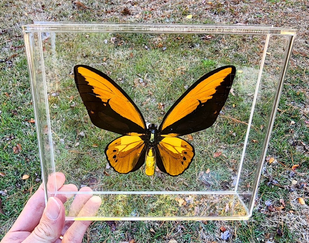 orange birdwing