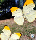 Orange Tipped Angled Sulphur