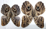 owl butterflies