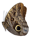 owl butterfly