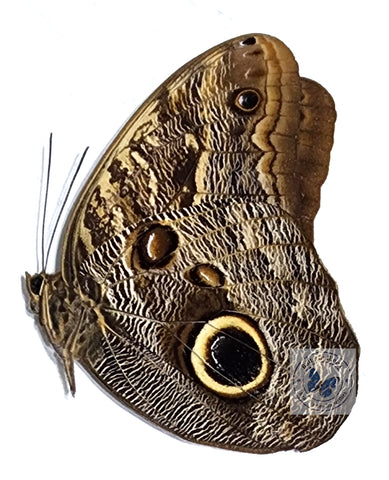 owl butterfly
