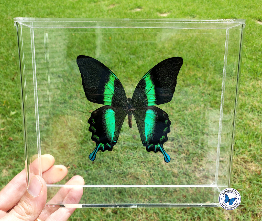papilio blumei