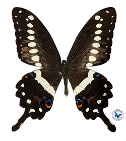 Papilio lormieri - unspread (wings closed)
