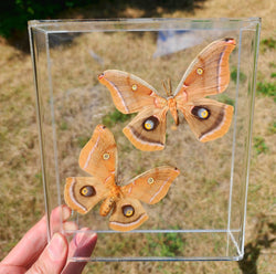 Polyphemus Moth pair - 7x8