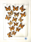 real framed monarch butterflies