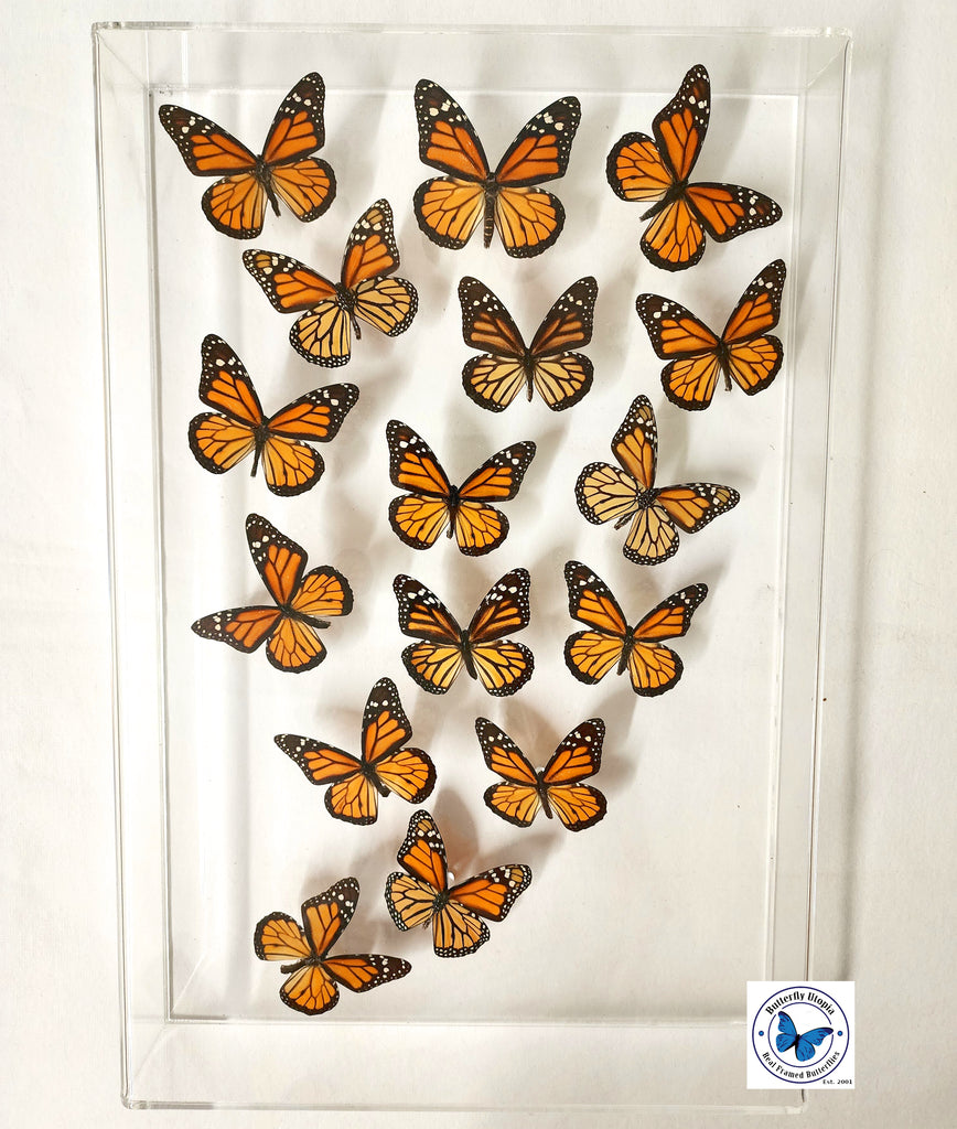 real framed monarchs