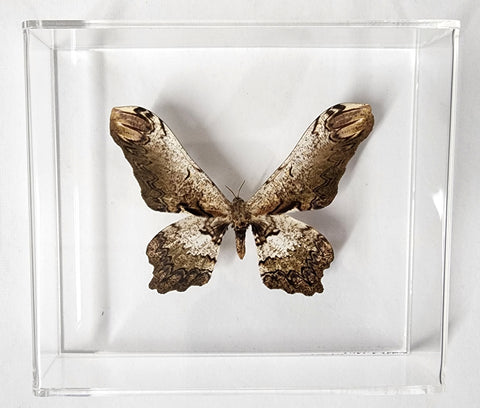 Serpent Moth #3 -8x7 - 3D Acrylic Frame