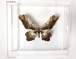 Serpent Moth #2 -8x7 - 3D Acrylic Frame