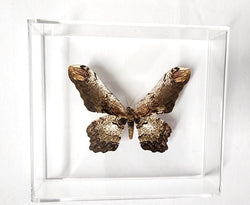 Serpent Moth #1 -8x7 - 3D Acrylic Frame