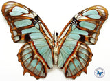 the malachite butterfly