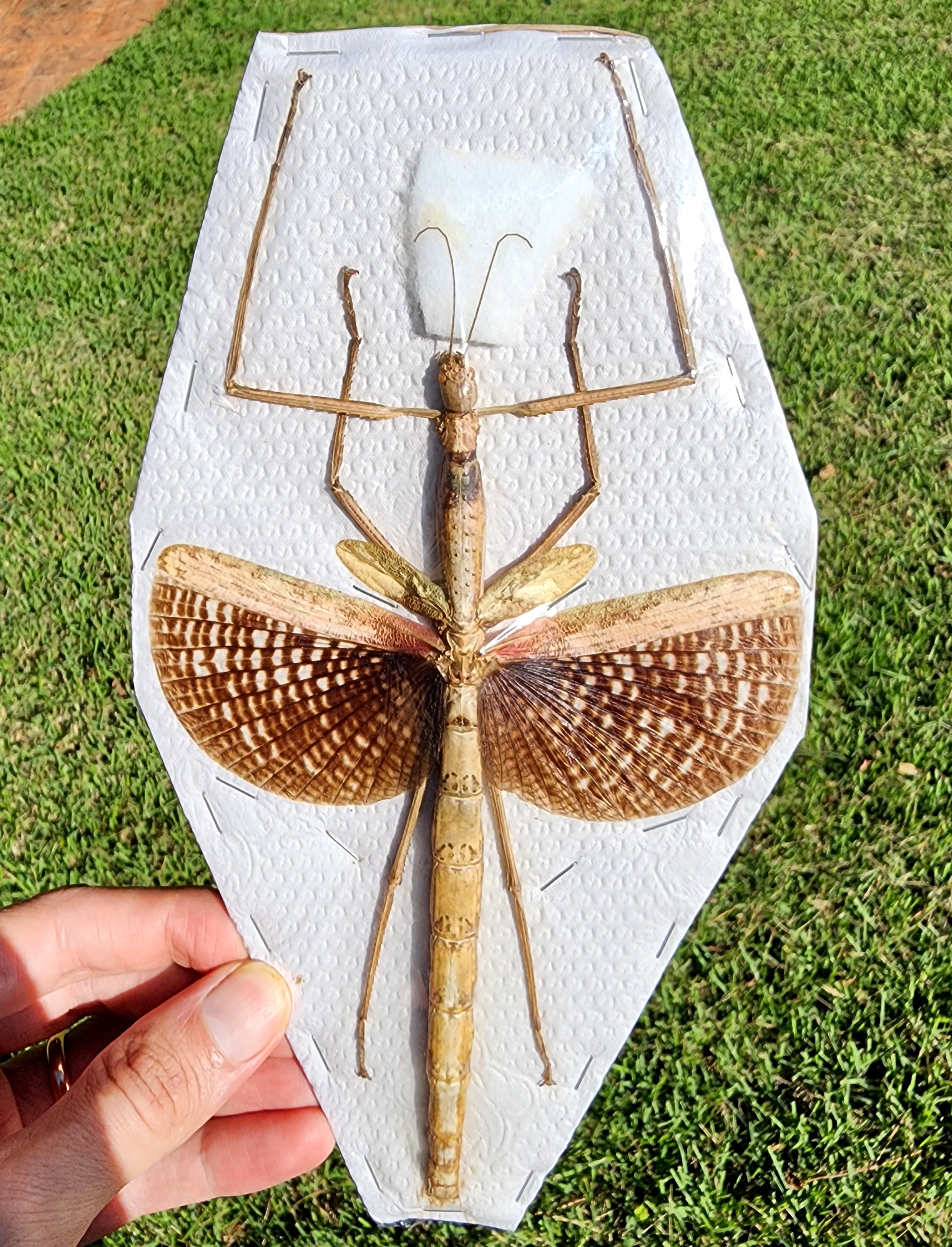 Syick Bug Giant Stick Bug With Wings
