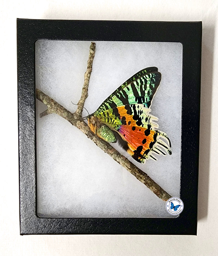 framed sunset moth