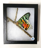 framed sunset moth