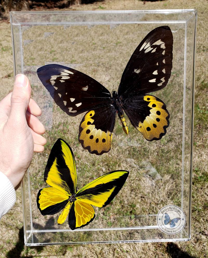 framed goliath birdwings