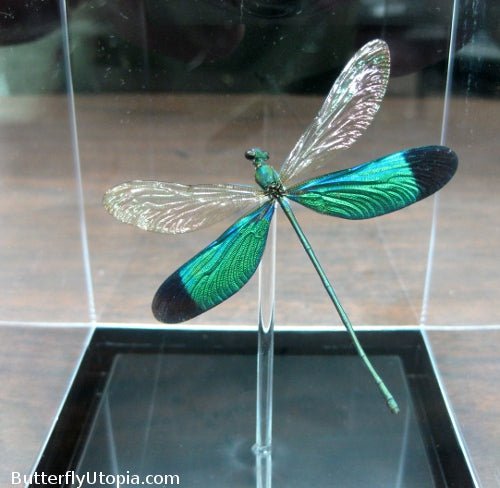 Metallic Green Damselfly- 3D Tabletop Display