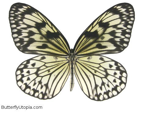 sunburst rice paper butterfly