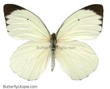 ascia buneae sublineata