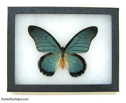 great blue zalmoxis butterfly bargain quality