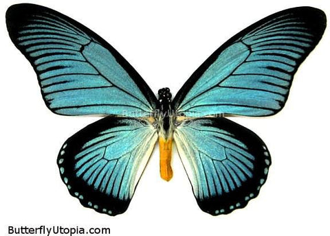 Papilio zalmoxis blue butterfly