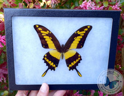 framed papilio thoas yellow butterfly